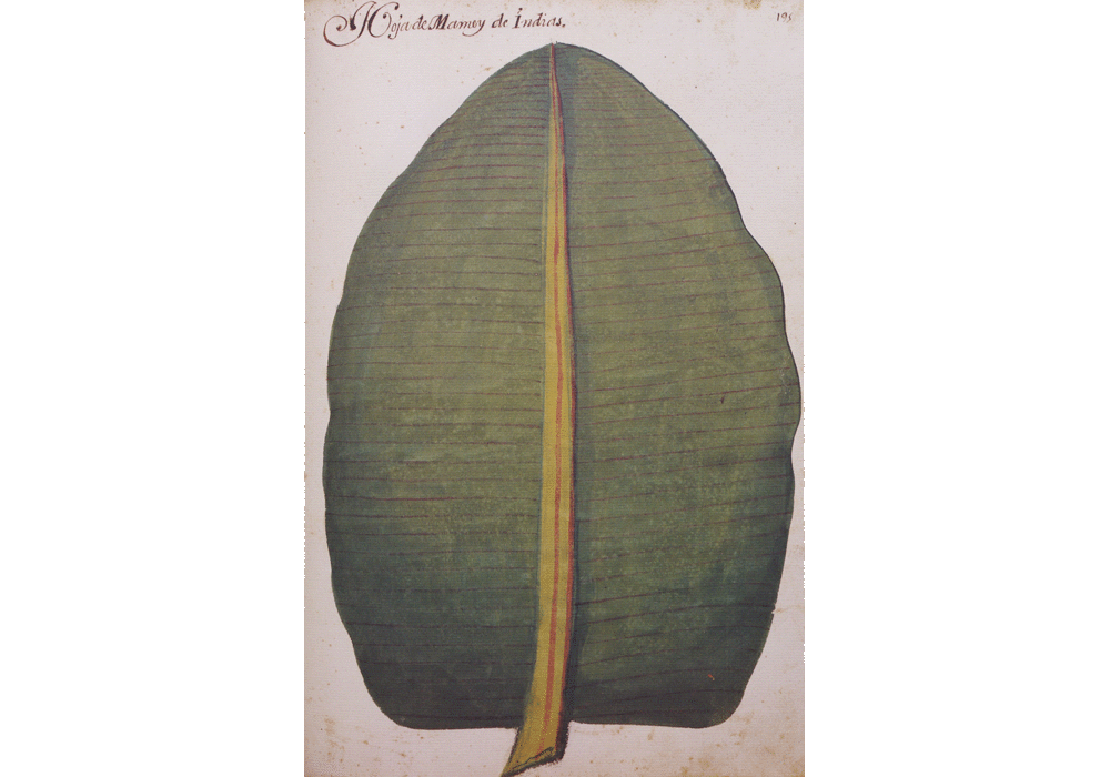 Atlas Historiae Naturalis-Felipe II-Pomar Codex-Hernández-Pictorial Manuscript-facsimile book-Vicent García Editores-10 Female Mandrake.